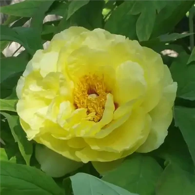 પીળો Itoh Peony